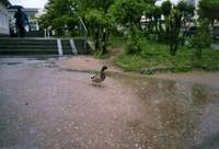 �����������. ����� ���� � ��������.